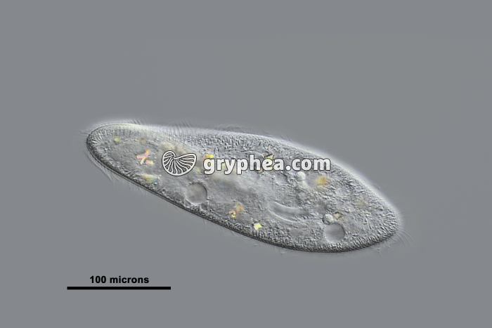 Paramecium caudatum x100 - gryphea.org